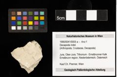 Foto (Objekt + Etiketten) von Decapoda indet. (NHMW-GEO-1990-0041-0005a)